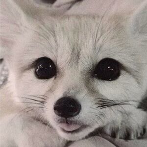 Meet your Posher, Anastasia